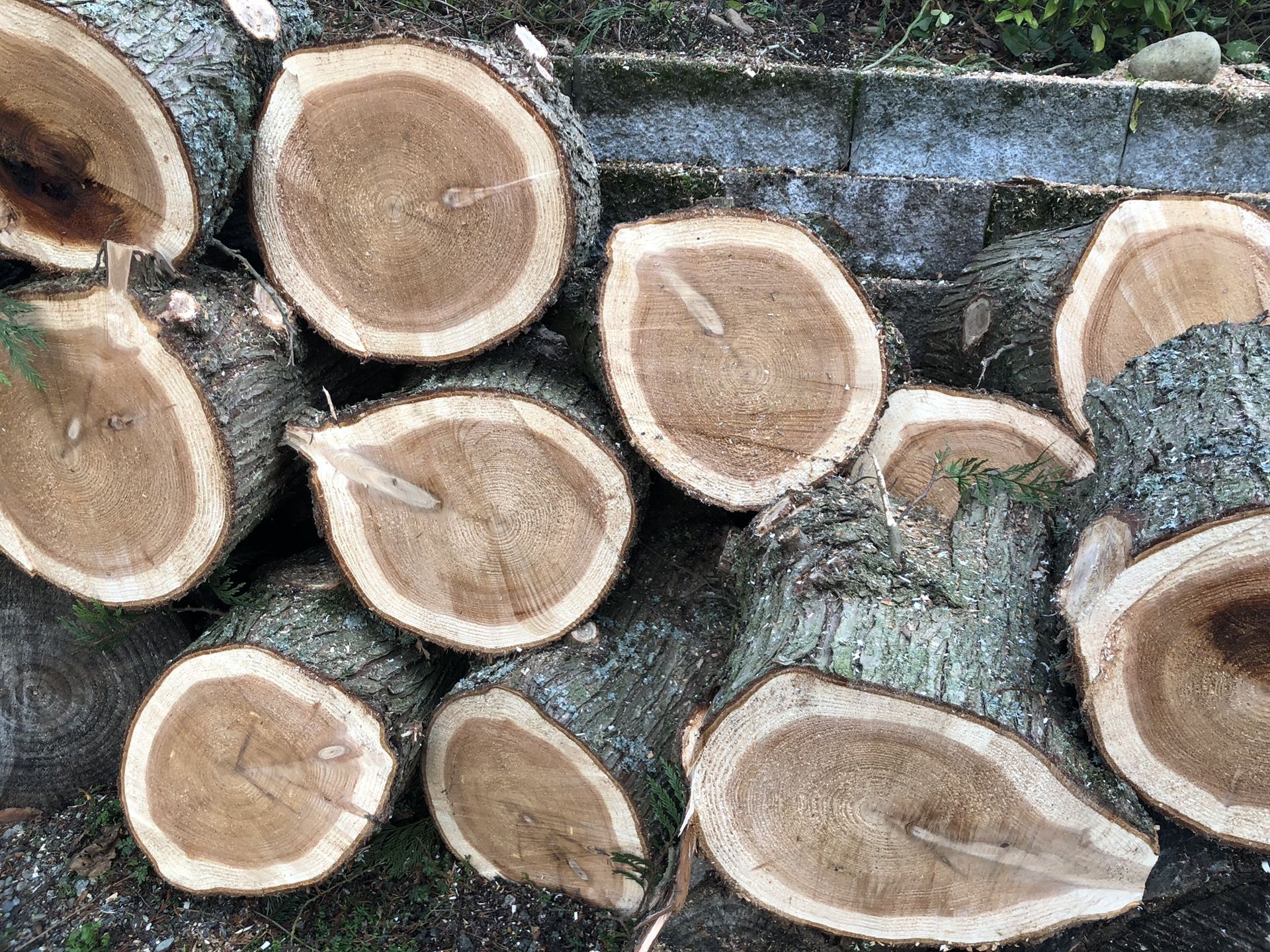 Wood rounds / tree rounds / stumps / firewood for Sale in Bonney Lake
