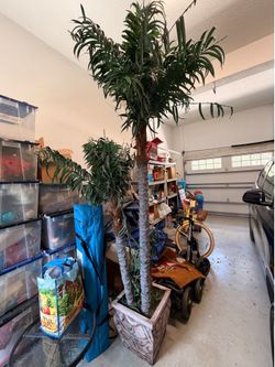 Large Palm Tree