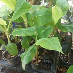ORGANIC PLANTAIN BANANAS!PRODUCE FRUIT!