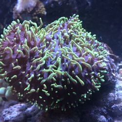 Green Mushroom