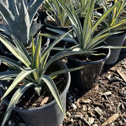 Agave