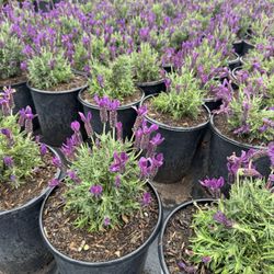 Spanish Lavender - 5 Gallon