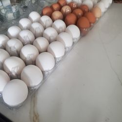 Organic Fresh Eggs 