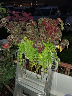 Blooming combo baskets 15$