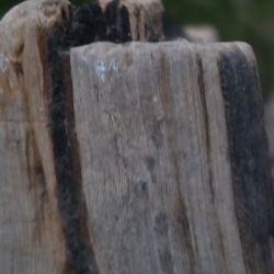 Petrified Wood