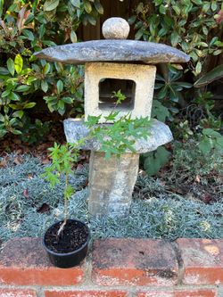 Green Japanese maple from seed