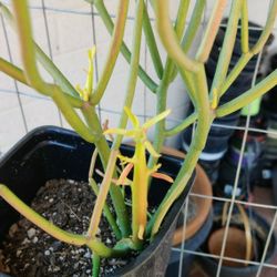 Plants