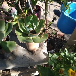 Succulent