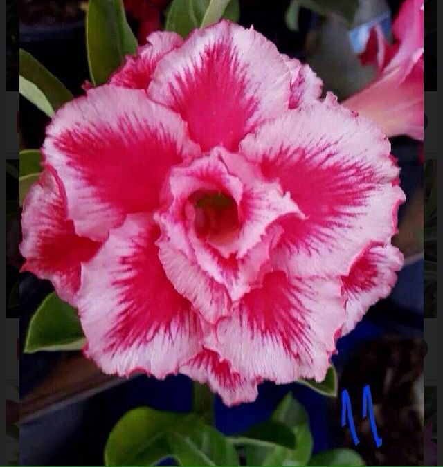 Adenium Desert Rose