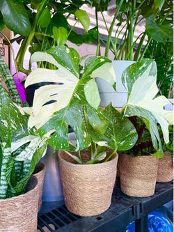 Plants (6”pot🌿Monstera Thai Constellation)