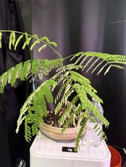 Delonix Regia