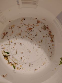 Guppy babys cheap