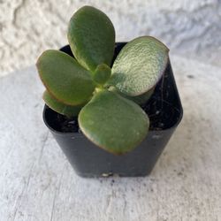 2 Inch Pot Succulent Plant - Crassula Ovata - Classic Jade Plant - Rooted & Established - Drought Resistant 🪴 Baby Shower or Wedding Favors