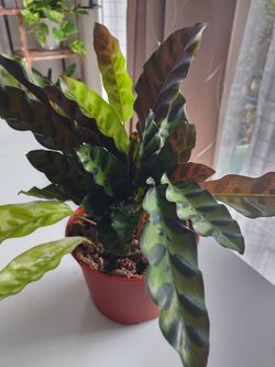Rattlesnake plant 🪴