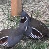 Hank’s GameBirds LLC 