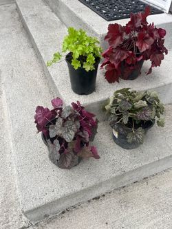 Four healthy Coral Bells Heuchera Plants