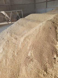 grain Wheat $150 for Ton