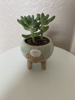 Cute little lamb 🐑 with succulent 🌱