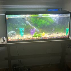75 gal fish tank