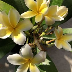 26" Tall Yellow White Plumeria Plant