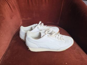 Classic puma