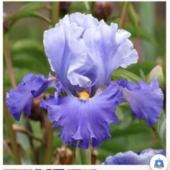 Free Purple Irises 