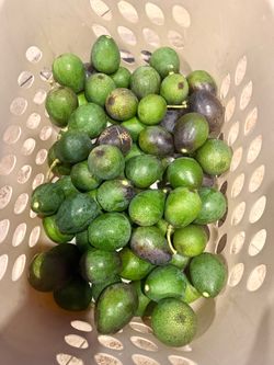 Homegrown 🥑 ORGANIC AVOCADOS 🥑 $1 each, or 2 for $1 if you buy 20