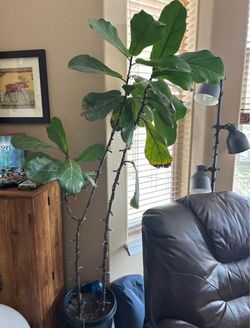 Large Fiddle Leaf Fig Tree