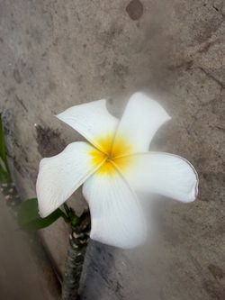 Cutting plumeria