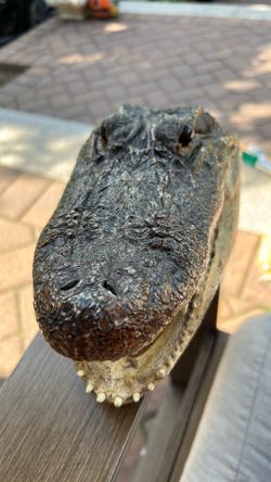 alligator
