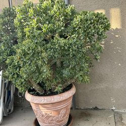 Potted Plant For Sale 