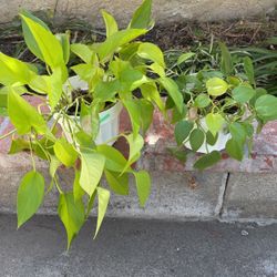 Plants