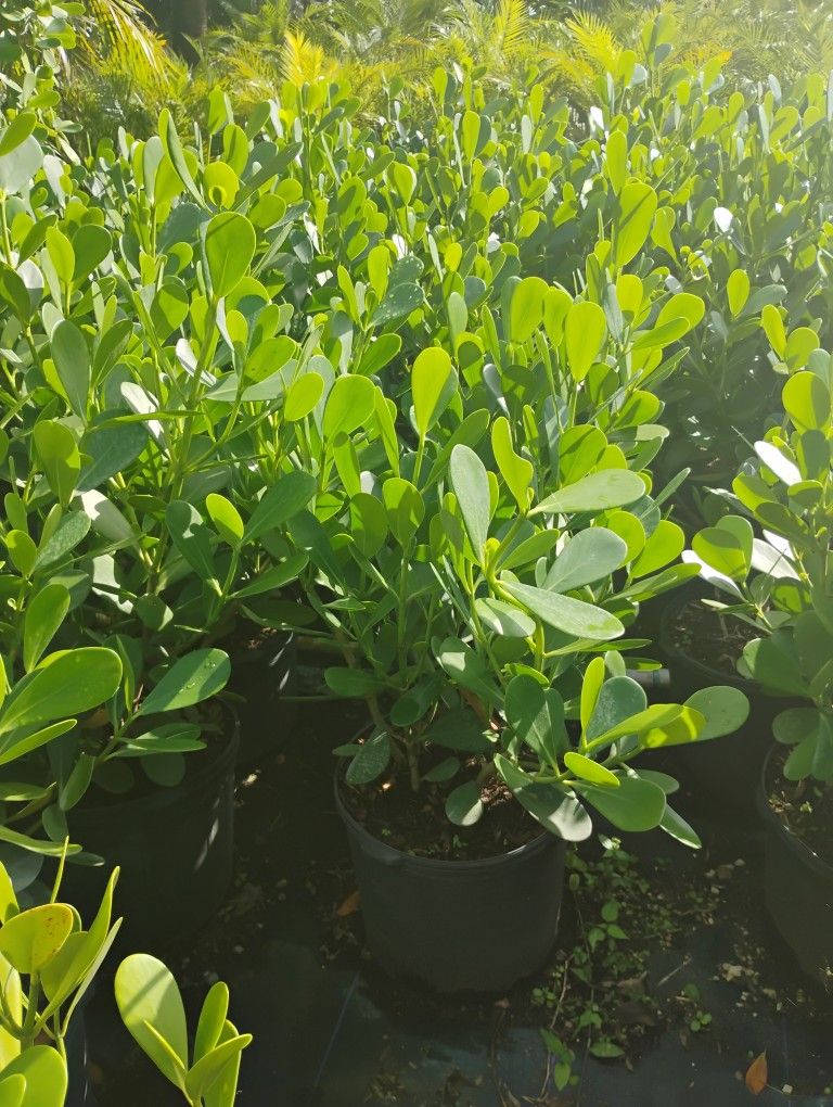 Big Sale! Clusia 2.5-3ft🌸$13.00