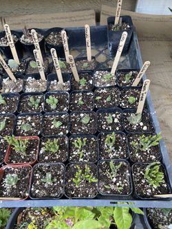 Succulents And Cacti