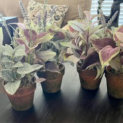 Assorted Faux Indoor Houseplants in Rustic Terracotta Pots Featuring Coleus and Fittonia Nerve Plants
