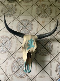 Skull of cow