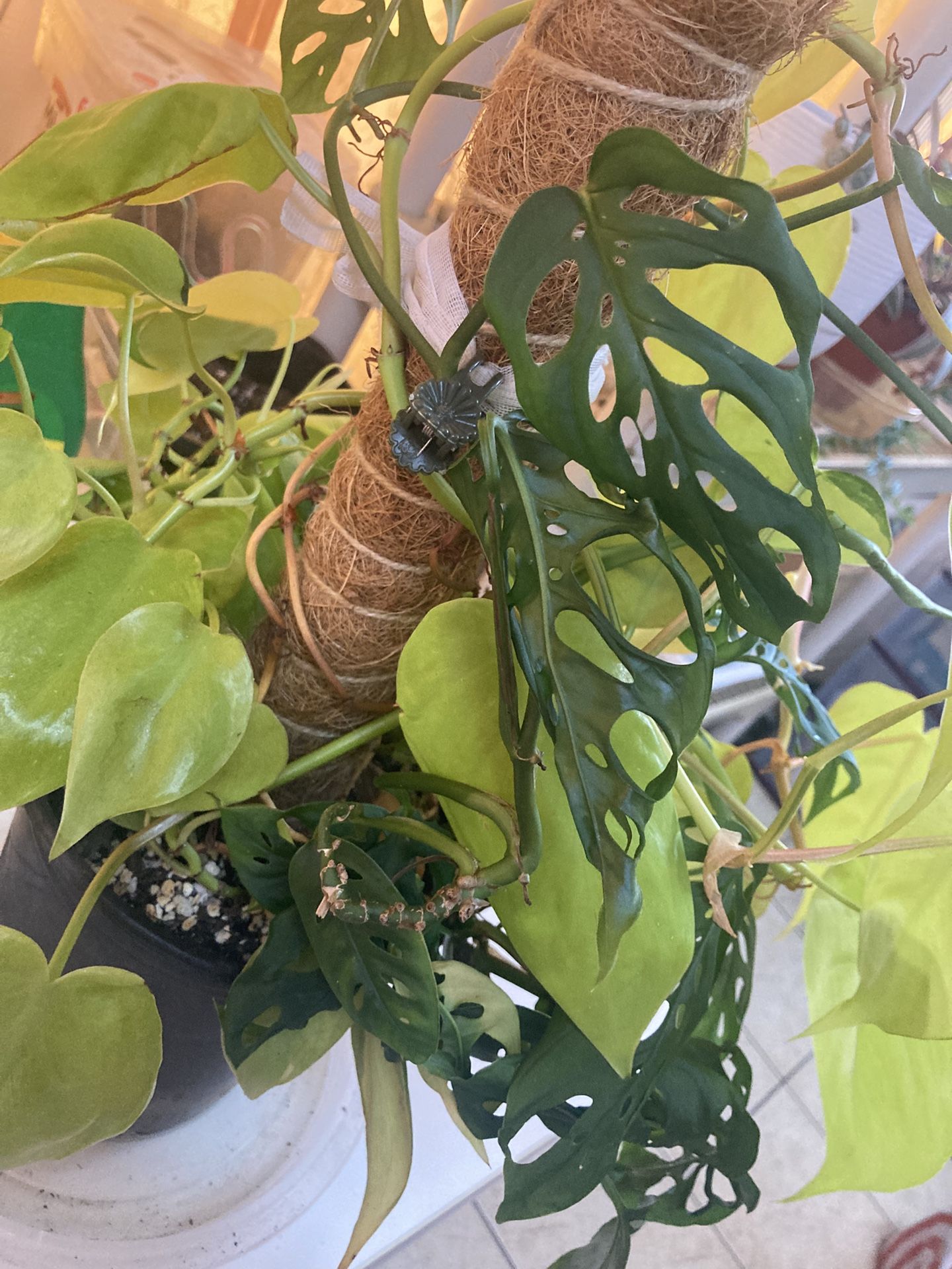 Pothos and Swiss Cheese Plant