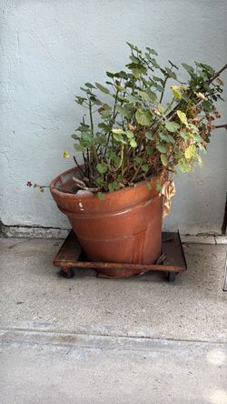 Free pot