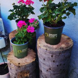 🌴Natural Plant Stands/ Garden Decoration/ DELIVERY AVAILABLE FOR AN EXTRA FEE