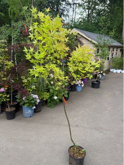 Acer Oliverianium ‘Hot Blonde’ Japanese maples —