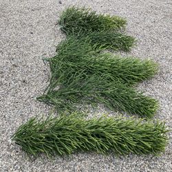 Free Plant Cuttings Pencil Stick Euphorbia 