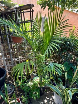 Palm