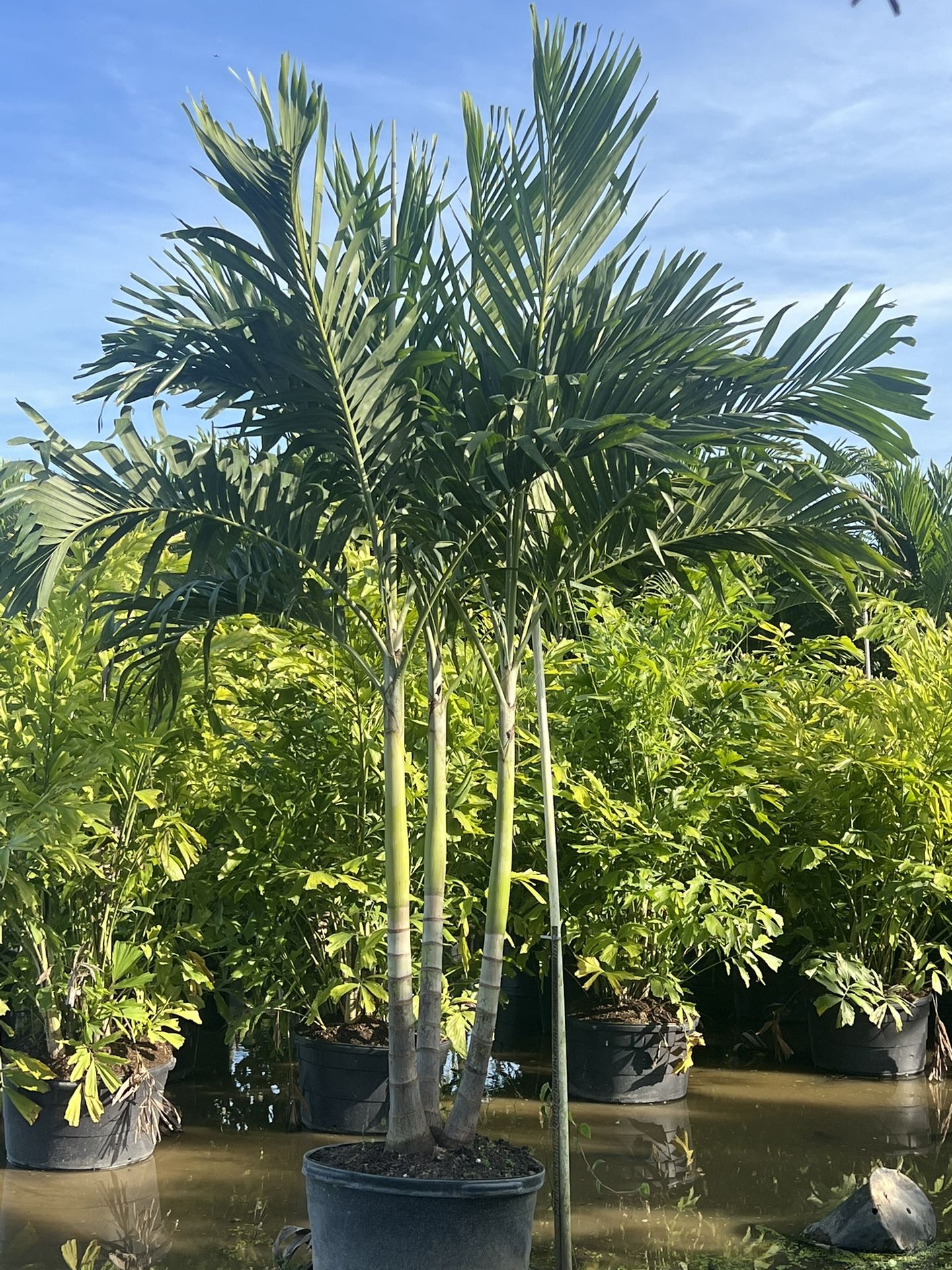 Christmas palms about 7  feet tall Instant privacy Hedge and decoration $75