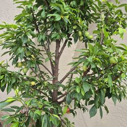 Pluot Tree