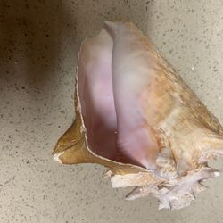 Vintage Large Sized Pink Conch Shell.