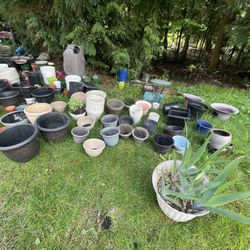 PLANT POT SALE and some are for free