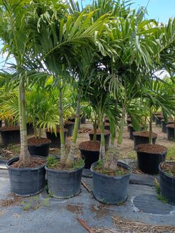 Christmas Palms over 8 feet tall instant privacy hedge for fence all sizes available $1000 minimum qty 6+ or each $135