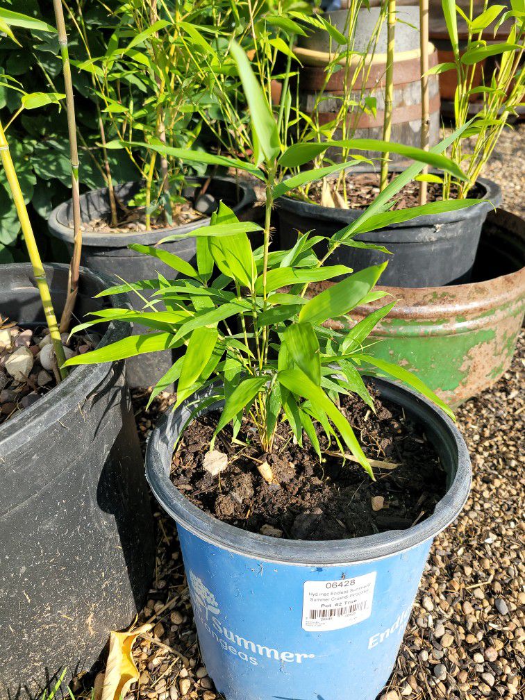 Cold Hardy Bamboo 