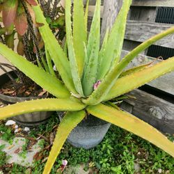 Aloe plant