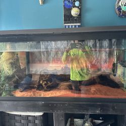 Fish Tank 